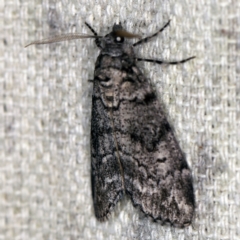 Smyriodes undescribed species nr aplectaria at O'Connor, ACT - 7 Apr 2021 by ibaird