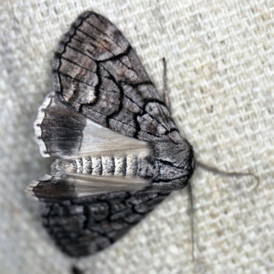 Stibaroma undescribed species (A Line-moth) at O'Connor, ACT - 7 Apr 2021 by ibaird