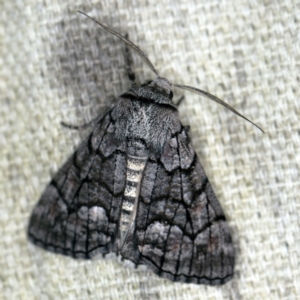 Stibaroma undescribed species at O'Connor, ACT - 7 Apr 2021 09:42 PM