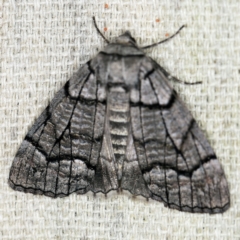 Stibaroma undescribed species at O'Connor, ACT - 7 Apr 2021
