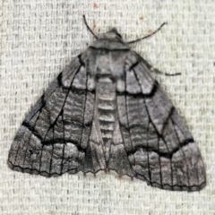 Stibaroma undescribed species at O'Connor, ACT - 7 Apr 2021 09:42 PM