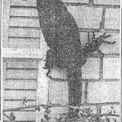 Varanus varius (Lace Monitor) at Hackett, ACT - 16 Jan 1978 by DonFletcher