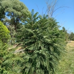 Ailanthus altissima (Tree-of-Heaven) at Springdale Heights, NSW - 8 Apr 2021 by alburycityenviros
