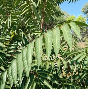 Ailanthus altissima at Springdale Heights, NSW - 8 Apr 2021 12:28 PM