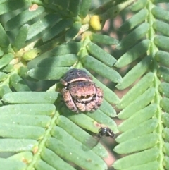 Simaethula sp. (genus) (A jumping spider) at Dryandra St Woodland - 8 Apr 2021 by Ned_Johnston