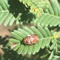 Ditropidus sp. (genus) (Leaf beetle) at Dryandra St Woodland - 8 Apr 2021 by Ned_Johnston