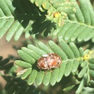 Ditropidus sp. (genus) (Leaf beetle) at Dryandra St Woodland - 8 Apr 2021 by Ned_Johnston