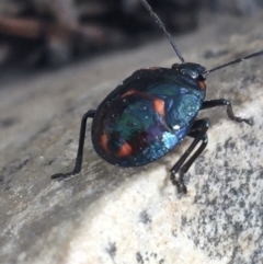 Pentatomoidea (superfamily) (Unidentified Shield or Stink bug) at Black Mountain - 8 Apr 2021 by Ned_Johnston