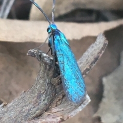 Pollanisus (genus) (A Forester Moth) at Black Mountain - 8 Apr 2021 by Ned_Johnston