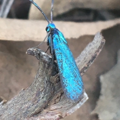 Pollanisus (genus) (A Forester Moth) at Black Mountain - 8 Apr 2021 by Ned_Johnston