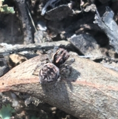 Maratus calcitrans (Kicking peacock spider) at Acton, ACT - 8 Apr 2021 by Ned_Johnston