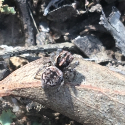 Maratus calcitrans (Kicking peacock spider) at Black Mountain - 8 Apr 2021 by Ned_Johnston