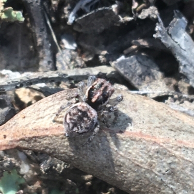 Maratus calcitrans (Kicking peacock spider) at Acton, ACT - 8 Apr 2021 by NedJohnston