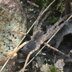 Unidentified Spider (Araneae) at Point 5805 - 8 Apr 2021 by NedJohnston