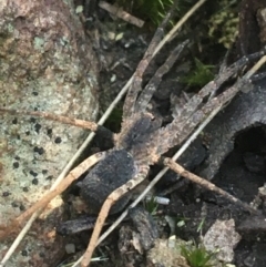 Unidentified Spider (Araneae) at Black Mountain - 8 Apr 2021 by NedJohnston