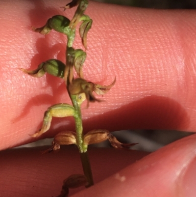 Corunastylis clivicola (Rufous midge orchid) at Black Mountain - 8 Apr 2021 by Ned_Johnston