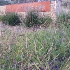 Echinochloa crus-galli (Barnyard Grass) at Watson, ACT - 6 Apr 2021 by MPW