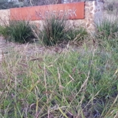 Echinochloa crus-galli (Barnyard Grass) at Watson, ACT - 6 Apr 2021 by MAX