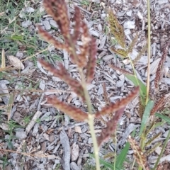 Echinochloa crus-galli at Watson, ACT - 6 Apr 2021 05:59 PM