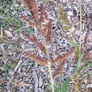 Echinochloa crus-galli at Watson, ACT - 6 Apr 2021 05:59 PM