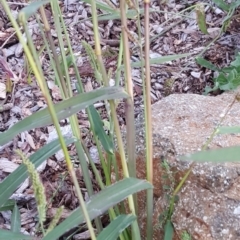 Echinochloa crus-galli at Watson, ACT - 6 Apr 2021