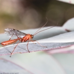 Netelia sp. (genus) (An Ichneumon wasp) at Forde, ACT - 8 Apr 2021 by Roger