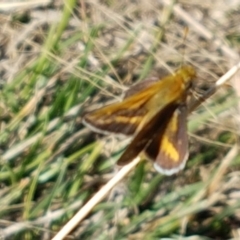 Taractrocera papyria (White-banded Grass-dart) at Dunlop, ACT - 8 Apr 2021 by trevorpreston