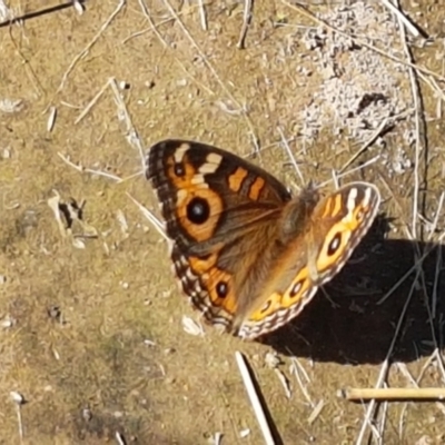 Junonia villida (Meadow Argus) at Dunlop, ACT - 8 Apr 2021 by tpreston