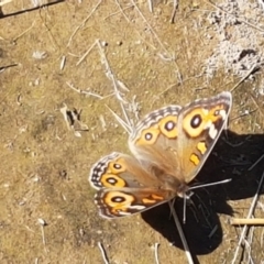 Junonia villida at Dunlop, ACT - 8 Apr 2021 01:40 PM