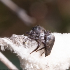 Unidentified Spider (Araneae) at Mulligans Flat - 8 Apr 2021 by Roger