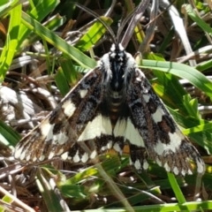 Apina callisto (Pasture Day Moth) at Dunlop Grasslands - 8 Apr 2021 by tpreston