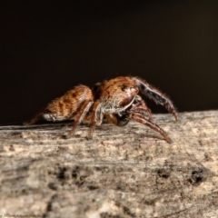 Unidentified Spider (Araneae) at Forde, ACT - 8 Apr 2021 by Roger