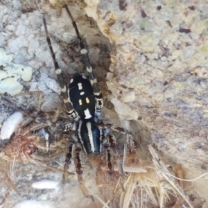 Nyssus coloripes at Dunlop Grasslands - 8 Apr 2021