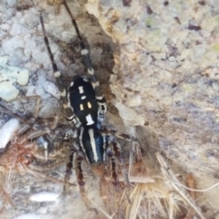 Nyssus coloripes at Dunlop Grasslands - 8 Apr 2021 02:11 PM