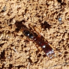 Amblyopone sp. (genus) (Slow ant) at Dunlop, ACT - 8 Apr 2021 by tpreston