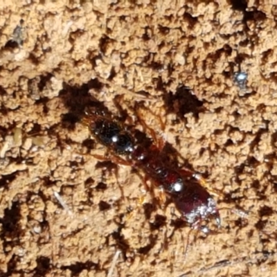 Amblyopone sp. (genus) (Slow ant) at Dunlop Grasslands - 8 Apr 2021 by tpreston