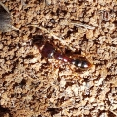 Amblyopone sp. (genus) at Dunlop, ACT - 8 Apr 2021