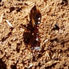 Amblyopone sp. (genus) at Dunlop, ACT - 8 Apr 2021