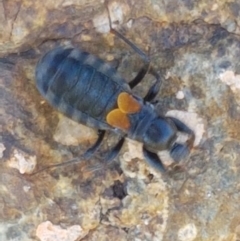 Peirates sp. (genus) (Yellow-spot Assassin Bug) at Dunlop Grasslands - 8 Apr 2021 by tpreston