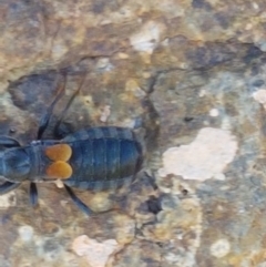 Peirates sp. (genus) at Dunlop, ACT - 8 Apr 2021