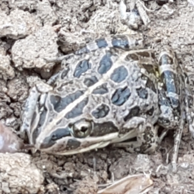 Limnodynastes tasmaniensis (Spotted Grass Frog) at Fraser, ACT - 8 Apr 2021 by tpreston