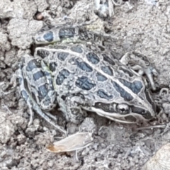 Limnodynastes tasmaniensis at Fraser, ACT - 8 Apr 2021 02:19 PM