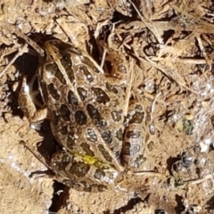 Limnodynastes tasmaniensis at Fraser, ACT - 8 Apr 2021 02:19 PM