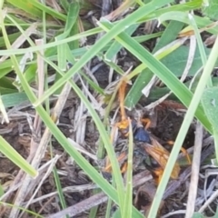 Cryptocheilus sp. (genus) (Spider wasp) at Dunlop Grasslands - 8 Apr 2021 by tpreston