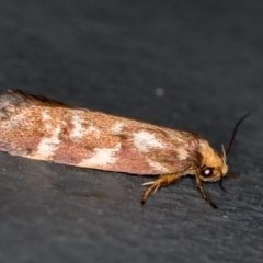 Palimmeces habrophanes (A Concealer moth) at Melba, ACT - 1 Mar 2021 by Bron