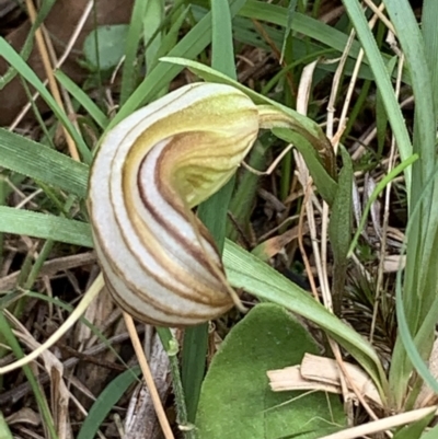 Diplodium truncatum (Little Dumpies, Brittle Greenhood) at Flea Bog Flat, Bruce - 16 Mar 2021 by JVR