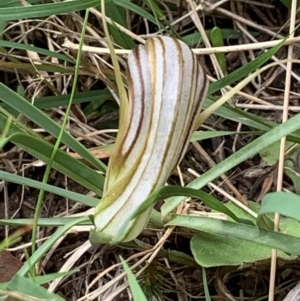 Diplodium truncatum at Bruce, ACT - 16 Mar 2021