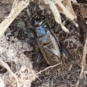 Teleogryllus commodus at Dunlop, ACT - 8 Apr 2021 02:28 PM