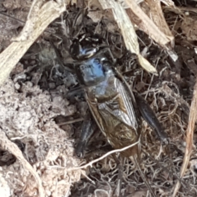 Teleogryllus commodus (Black Field Cricket) at Dunlop, ACT - 8 Apr 2021 by tpreston