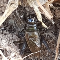 Teleogryllus commodus at Dunlop, ACT - 8 Apr 2021